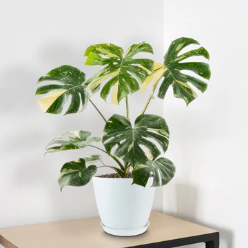 Monstera Thai Constellation (6 Inch)