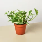 Pothos Njoy (5 Inch)