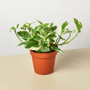 Pothos Njoy (5 Inch)
