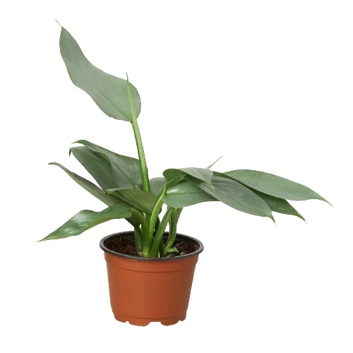 Philodendron Silver Sword (4 Inch)