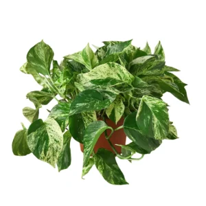 Marble Queen Pothos (6 Inch)