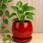 Crimson Red Ceramic Pot with Saucer (6 Inch)
