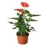 Anthurium Flamingo Flower (6 Inch)