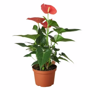 Anthurium Flamingo Flower (6 Inch)