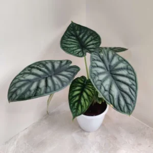 Alocasia Dragon Scale (6 Inch)