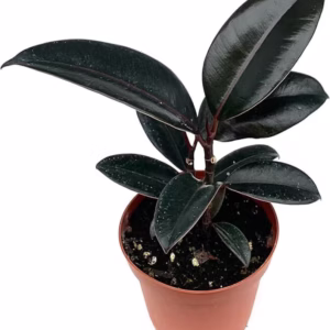 Ficus Burgundy (6 Inch)