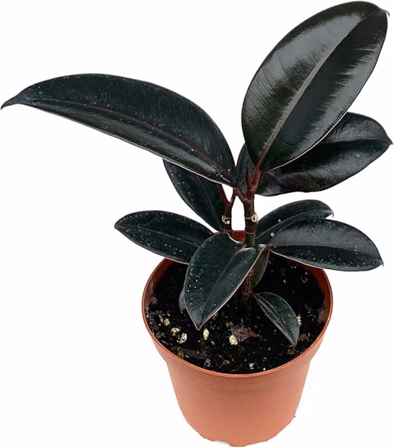 Ficus Burgundy (6 Inch)