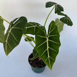 Alocasia Frydek