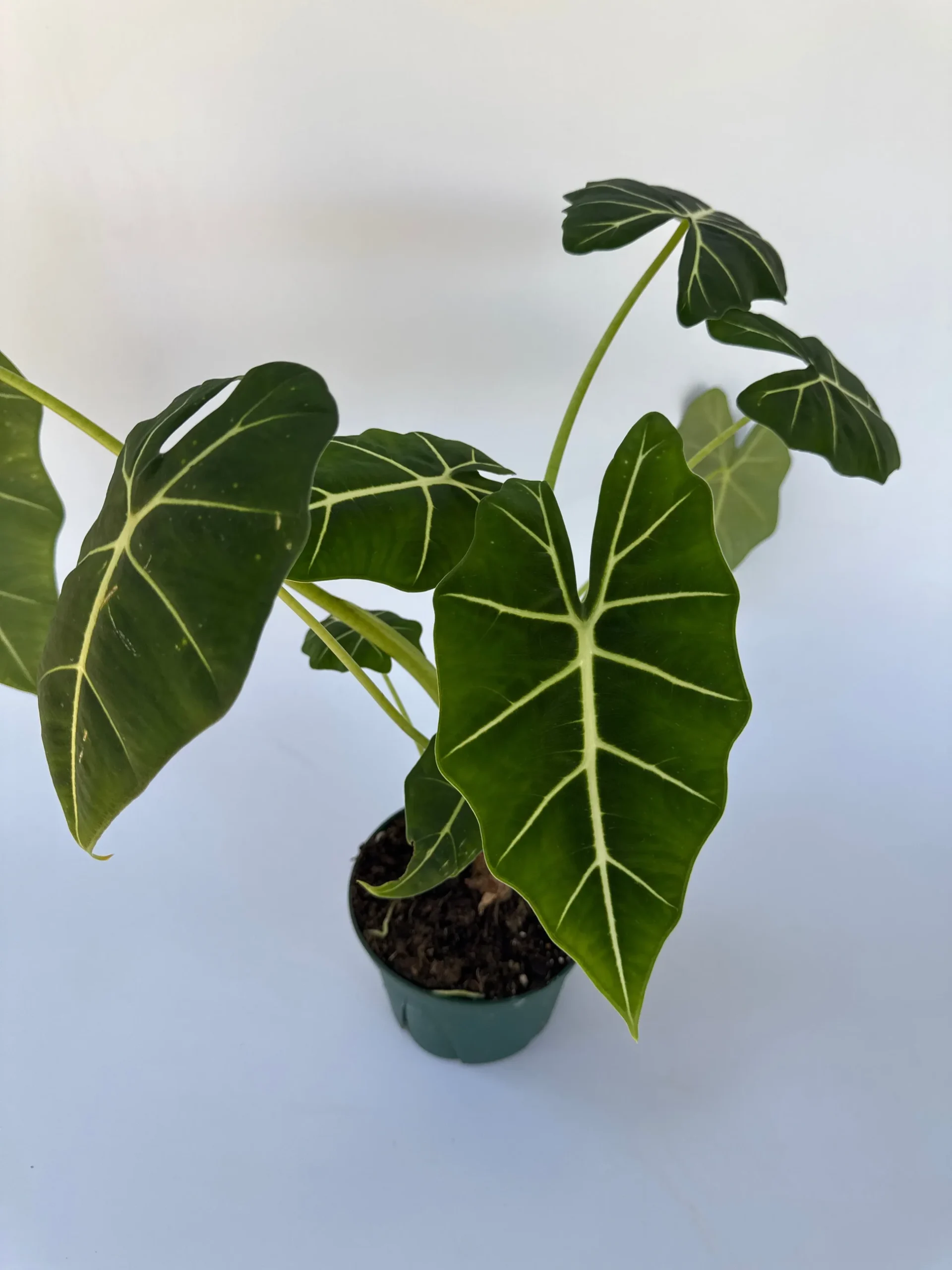 Alocasia Frydek