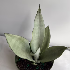 Silver Snake Plant (6 Inch)
