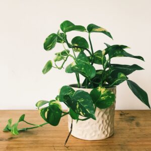 Golden Pothos (5 Inch)