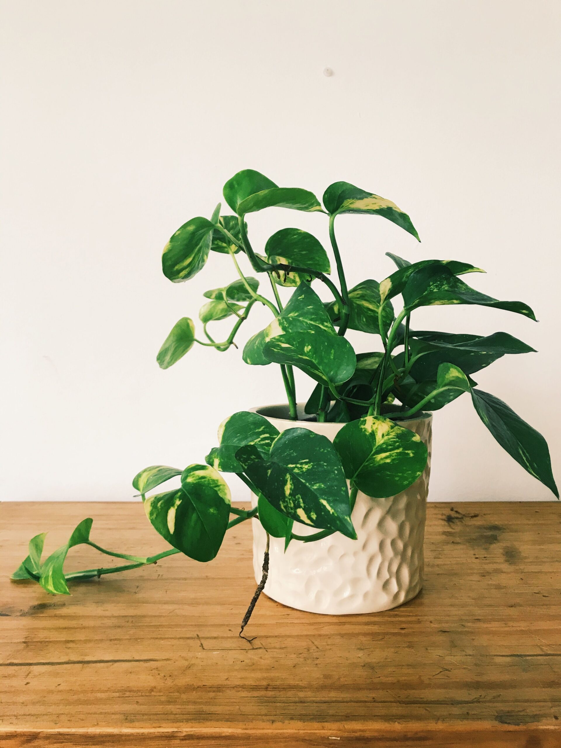 Golden Pothos (5 Inch)