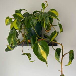 Heartleaf Philodendron Brasil (4 Inch)