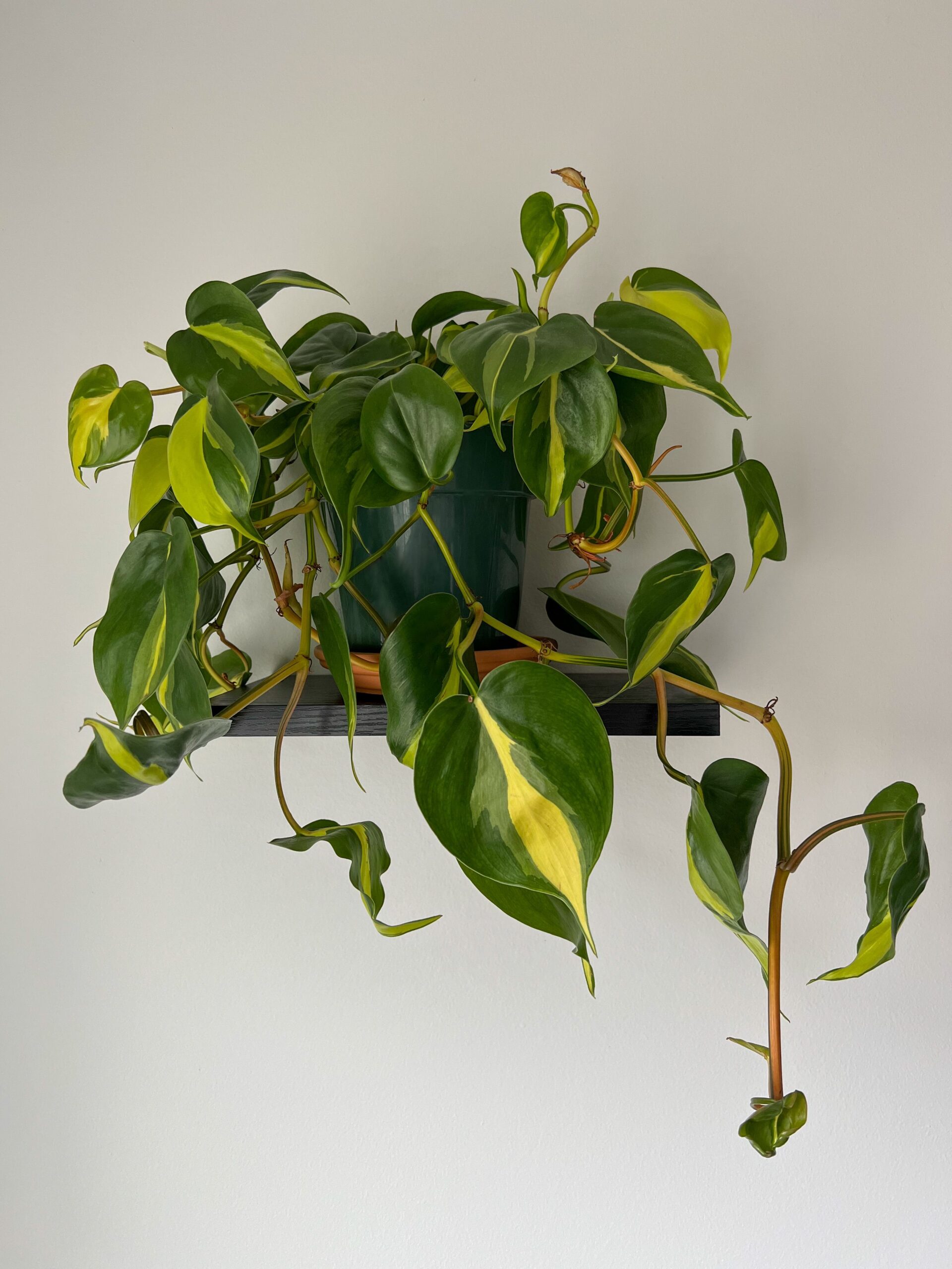 Heartleaf Philodendron Brasil (4 Inch)