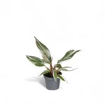 Philodendron Red Anderson (4 Inch)
