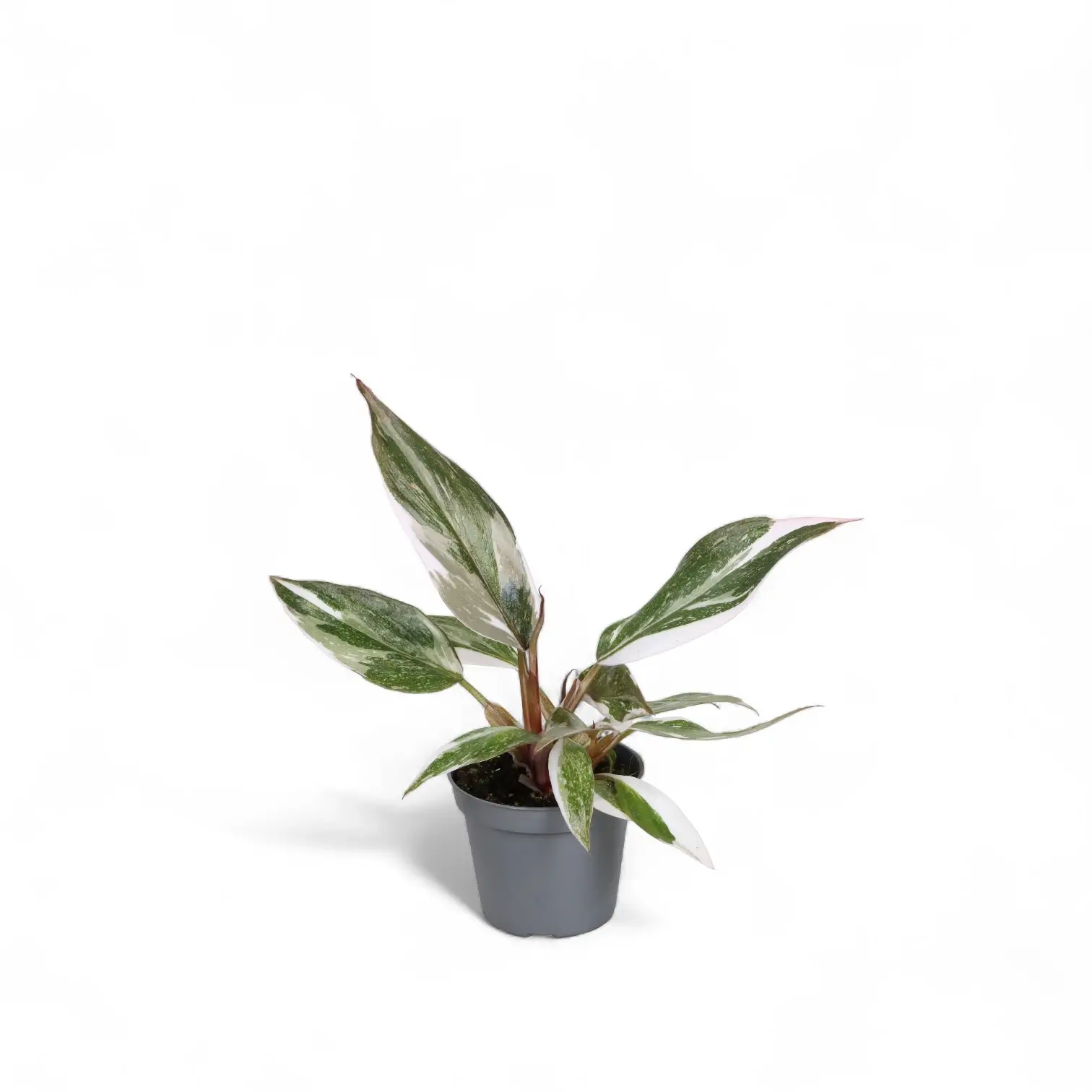 Philodendron Red Anderson (4 Inch)