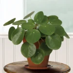 Chinese Money Plant (6 Inch)