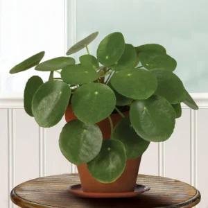 Chinese Money Plant (6 Inch)