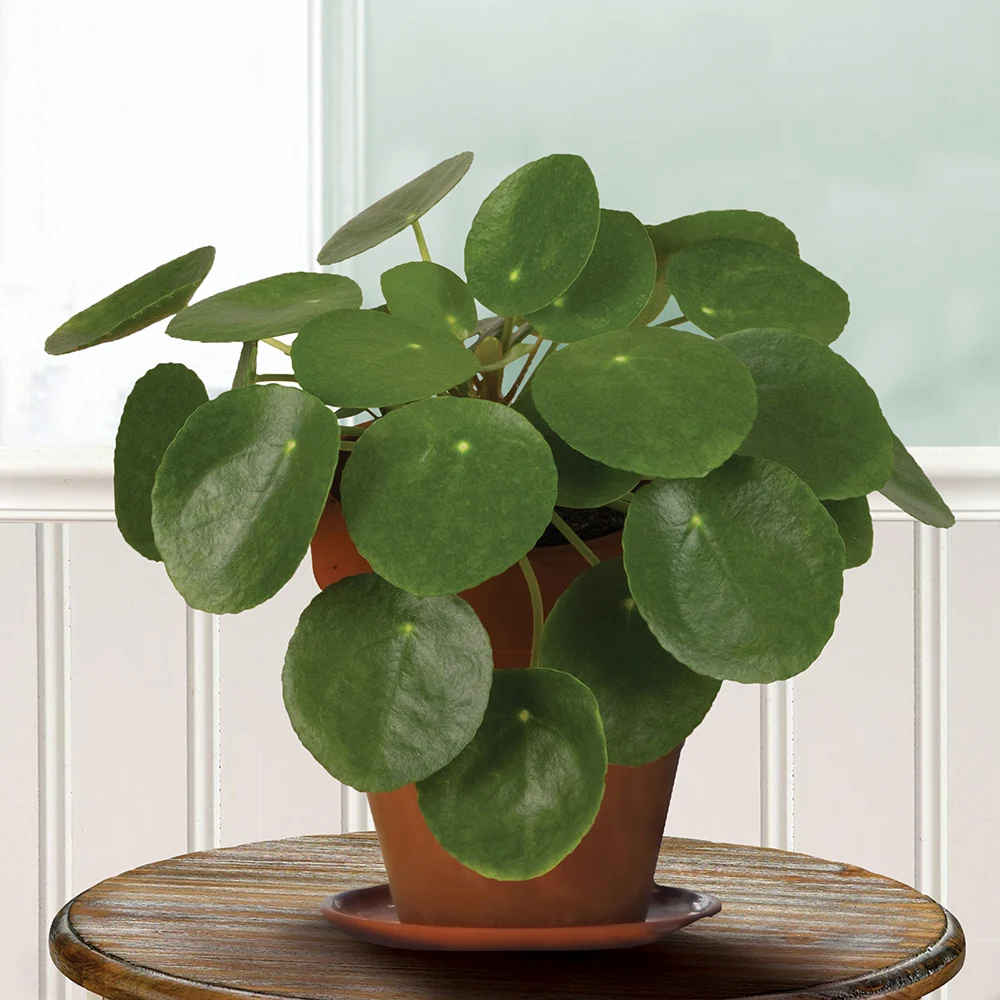 Chinese Money Plant (6 Inch)