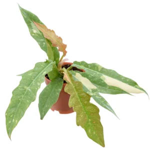 Philodendron Ring Of Fire (4 Inch)