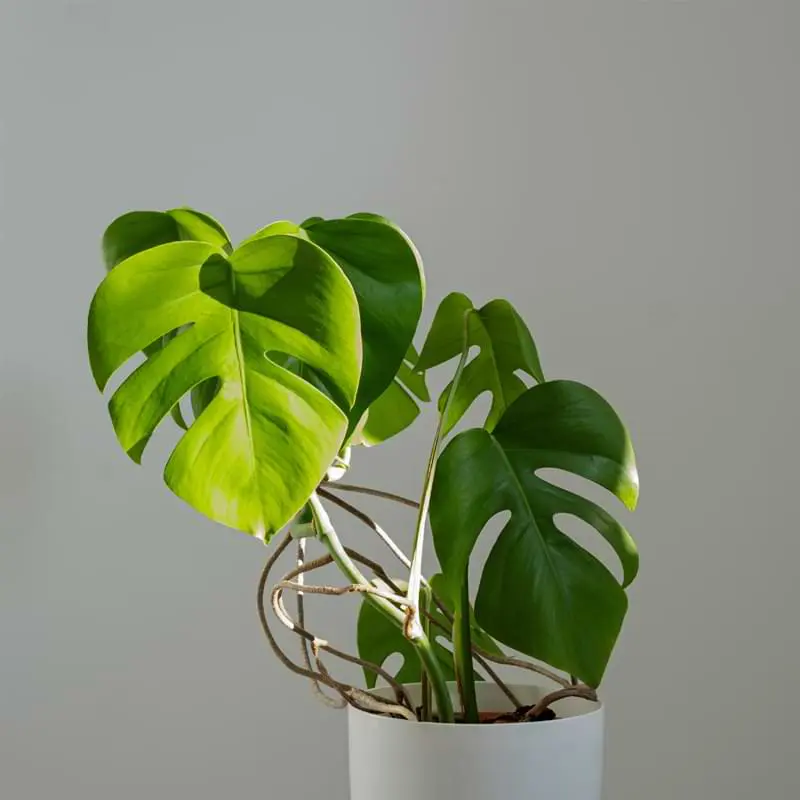 Monstera Deliciosa (5 Inch)